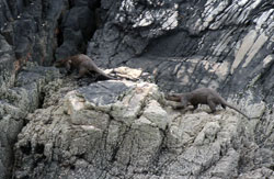 Otter photography by Neil Salisbury